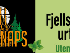 Fjellsnaps urter på pappboks